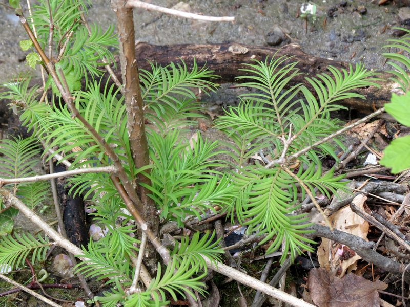 Metasequoia glyptostroboides, photographed by Katja Schulz