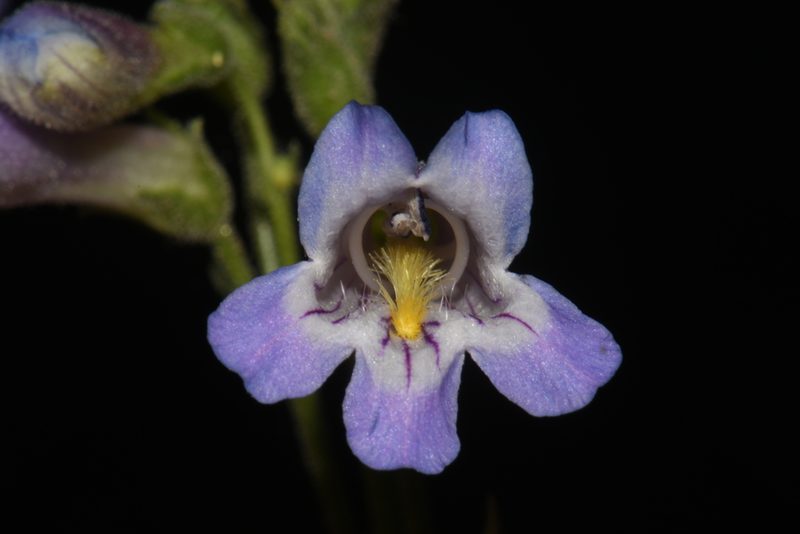 Penstemon oliganthus, photographed by Brian Finzel