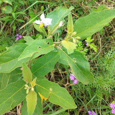 Solanum campylacanthum, photographed by Benjamin Fredlund