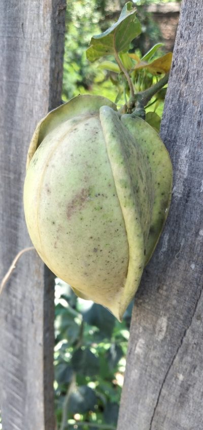 Gonolobus rostratus, photographed by Fede y Vani