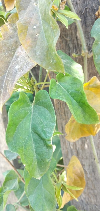 Gonolobus rostratus, photographed by Fede y Vani