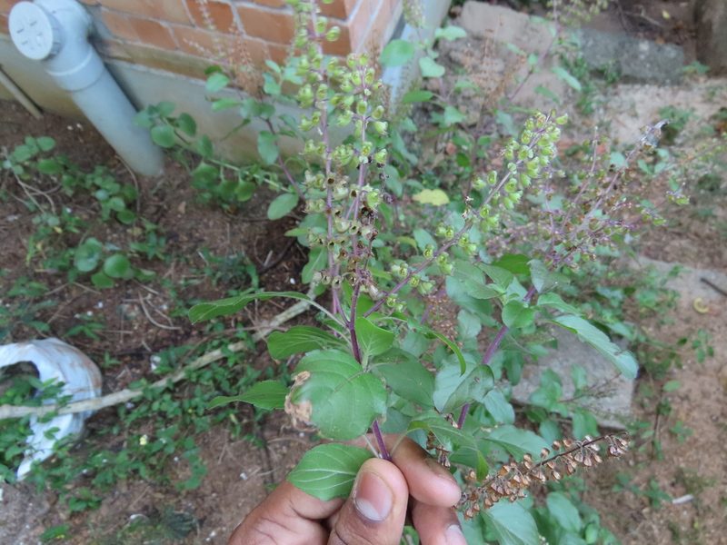 Ocimum tenuiflorum, photographed by Navaneeth Sini George