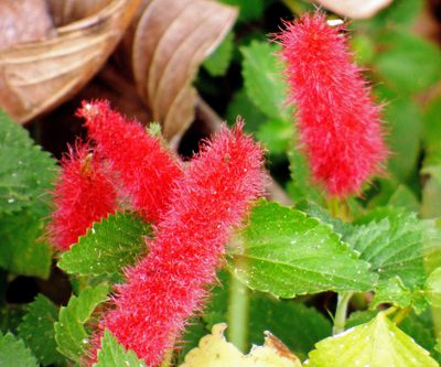 Acalypha herzogiana, photographed by Hugo Hulsberg