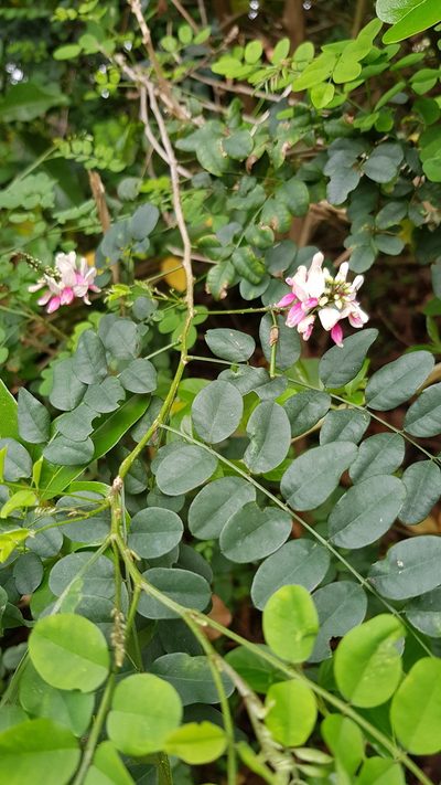 Indigofera jucunda, photographed by Margaret Burger