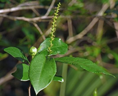 Sebastiania ramosissima, photographed by Hugo Hulsberg