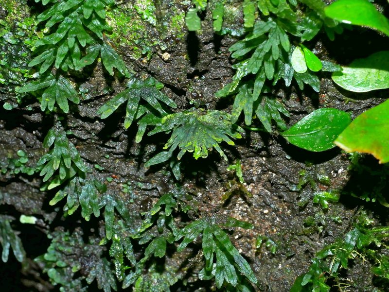 Crepidomanes latemarginale, photographed by Jacy Chen