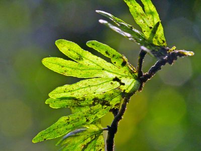 Crepidomanes latemarginale, photographed by Jacy Chen