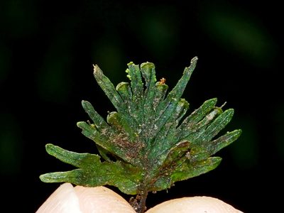 Crepidomanes latemarginale, photographed by Jacy Chen