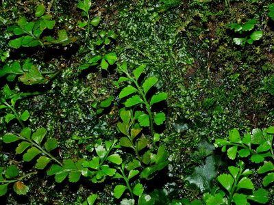Osmolindsaea japonica, photographed by Jacy Chen