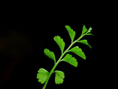 Osmolindsaea japonica, photographed by Jacy Chen