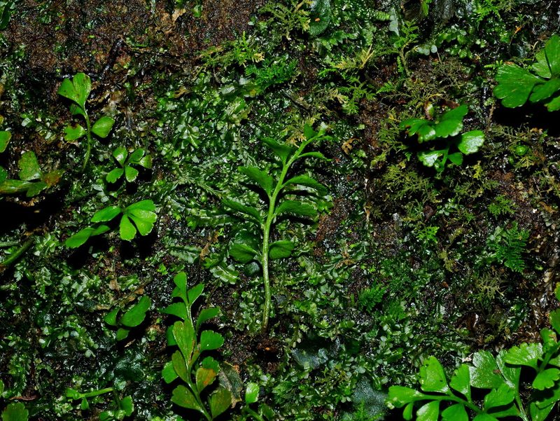 Osmolindsaea japonica, photographed by Jacy Chen