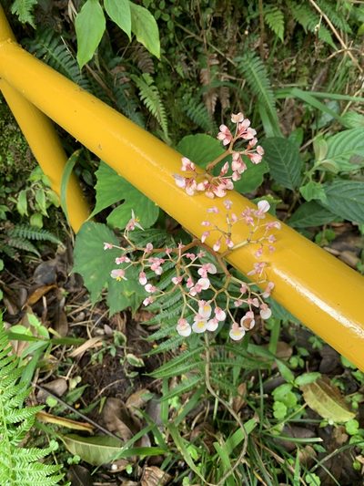 Begonia broussonetiifolia, photographed by Ashwin Srinivasan