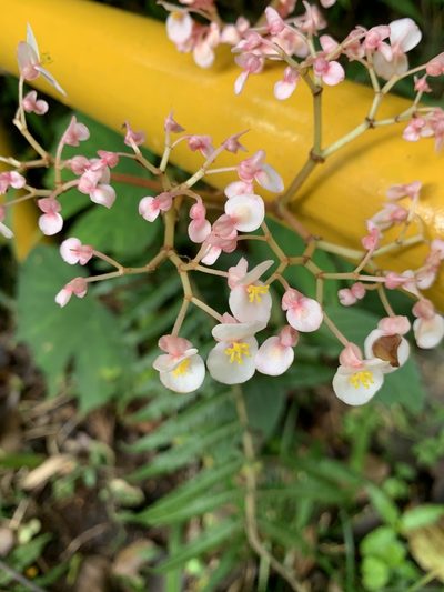 Begonia broussonetiifolia, photographed by Ashwin Srinivasan