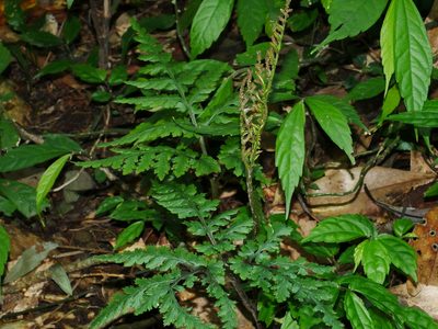 Sceptridium formosanum, photographed by Jacy Chen