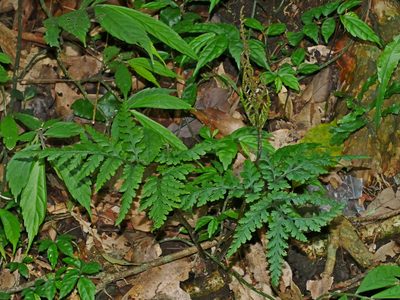 Sceptridium formosanum, photographed by Jacy Chen