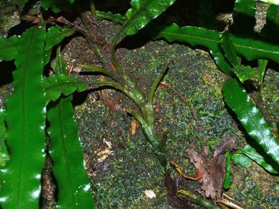 Lomariopsis boninensis, photographed by Jacy Chen
