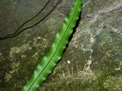 Lomariopsis boninensis, photographed by Jacy Chen