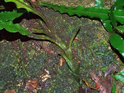 Lomariopsis boninensis, photographed by Jacy Chen