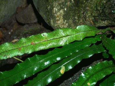 Lomariopsis boninensis, photographed by Jacy Chen