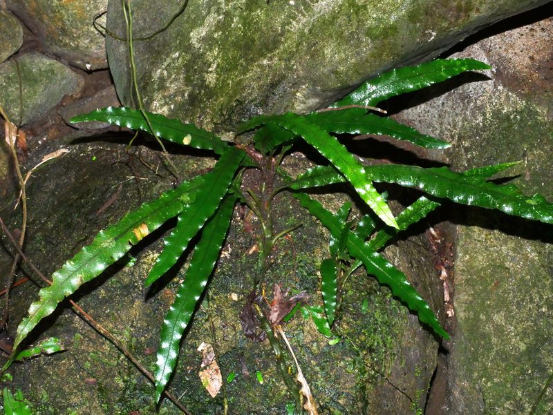 Lomariopsis boninensis, photographed by Jacy Chen