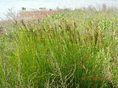 Juncus gerardi, photographed by Galyna Mykytynets