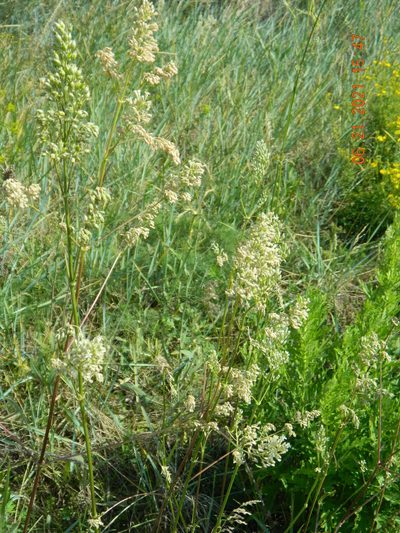 Silene wolgensis, photographed by Galyna Mykytynets