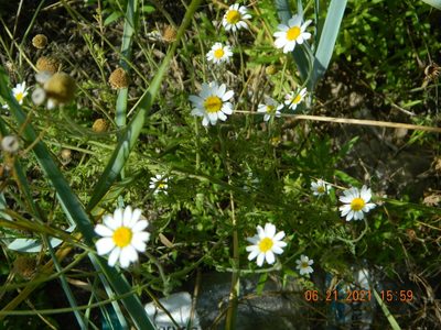 Anthemis ruthenica, photographed by Galyna Mykytynets