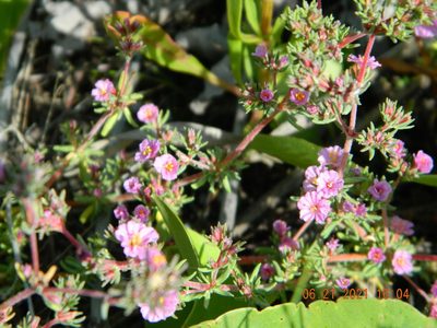 Frankenia hirsuta, photographed by Galyna Mykytynets