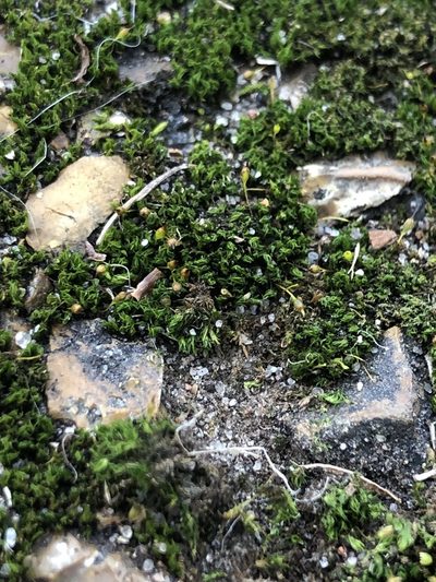 Ptychomitrium drummondii, photographed by John Kees