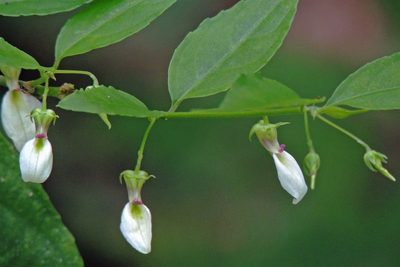Pombalia bigibbosa, photographed by Hugo Hulsberg
