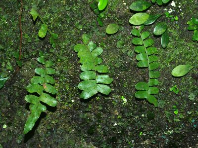 Arthropteris palisotii, photographed by Jacy Chen