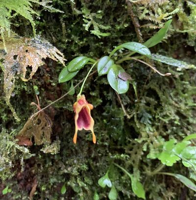 Masdevallia molossoides, photographed by Ashwin Srinivasan