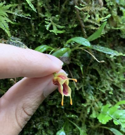 Masdevallia molossoides, photographed by Ashwin Srinivasan