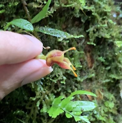 Masdevallia molossoides, photographed by Ashwin Srinivasan