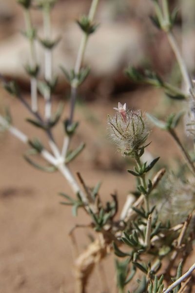 Plocama reboudiana, photographed by Olivier Argagnon