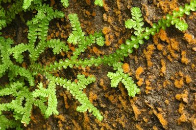 Selaginella douglasii, photographed by Timothy McNitt
