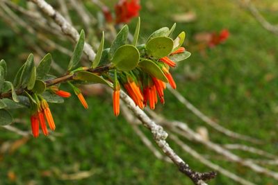 Macleania insignis, photographed by przese