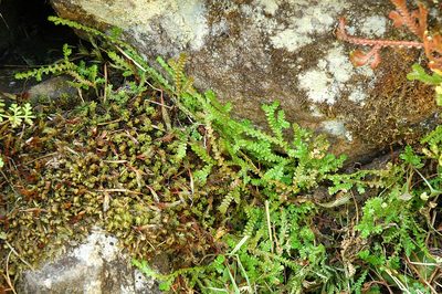 Selaginella douglasii, photographed by Timothy McNitt