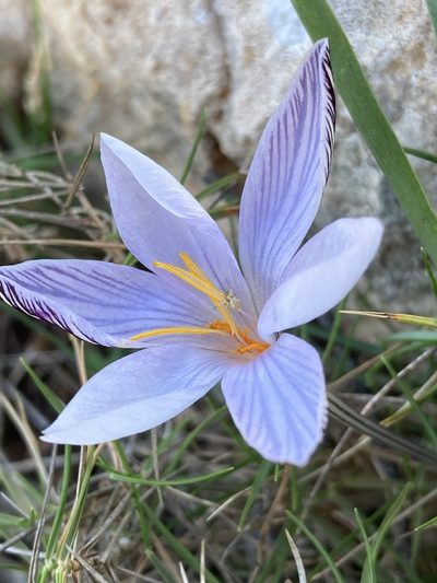 Crocus cambessedesii, photographed by Hill Craddock