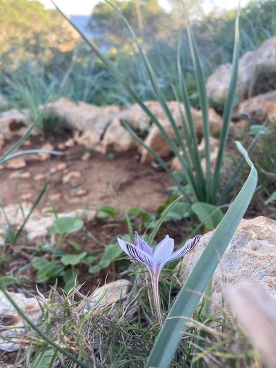 Crocus cambessedesii, photographed by Hill Craddock