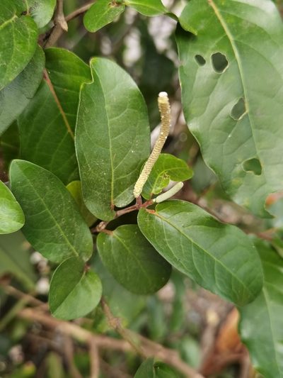Piper tuberculatum, photographed by Eduardo Chacón Madrigal