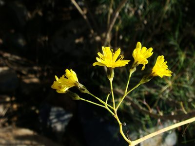 Sonchus leptocephalus, photographed by Christian Berg