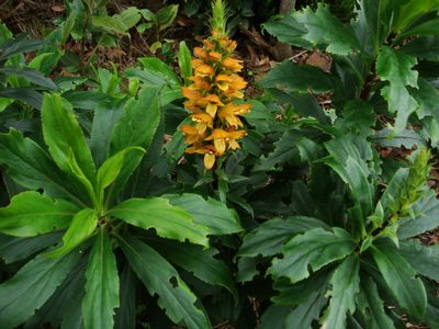 Digitalis canariensis, photographed by Christian Berg