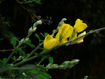 Genista canariensis, photographed by Christian Berg