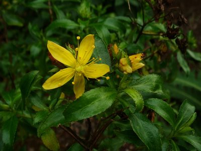 Hypericum glandulosum, photographed by Christian Berg