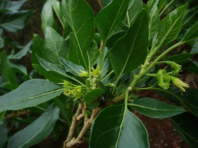Withania aristata, photographed by Christian Berg