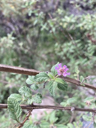 Lantana fucata, photographed by Facundo Chieffo