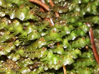 Scapania nemorea, photographed by Markus Krieger