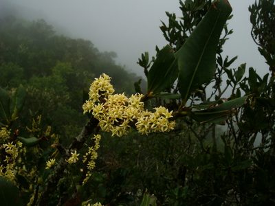 Pleiomeris canariensis, photographed by Christian Berg