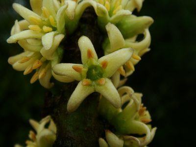 Pleiomeris canariensis, photographed by Christian Berg